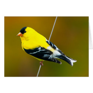 American Goldfinch - Photo originale