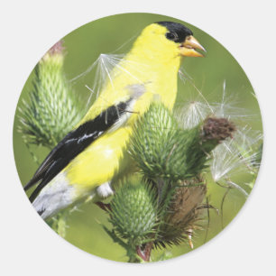 American Goldfinch Photograph Stickers