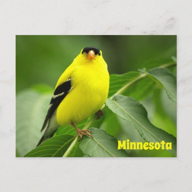 American Goldfinch Postcard (Front)
