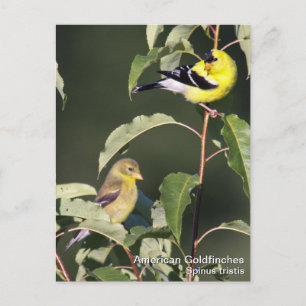 American Goldfinch Postcard