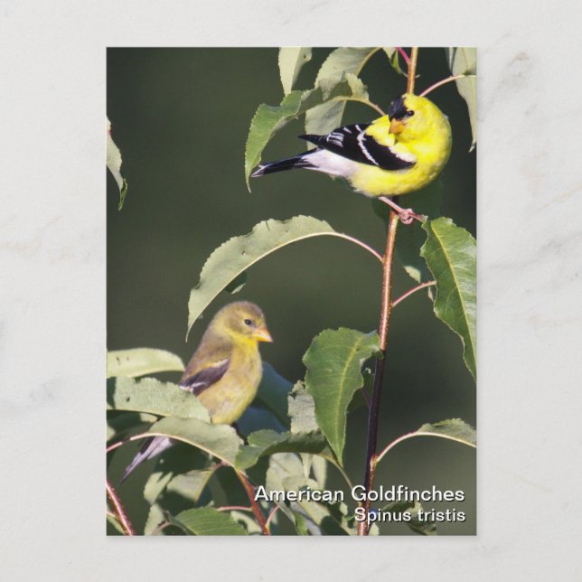 American Goldfinch Postcard (Front)
