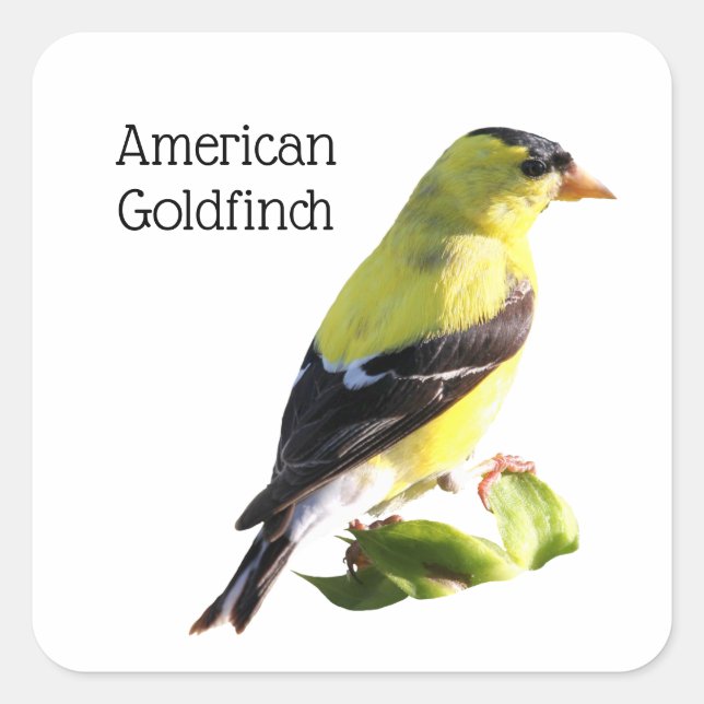 American Goldfinch Square Sticker (Front)
