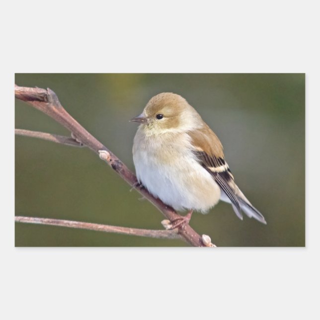 American Goldfinch Sticker (Front)