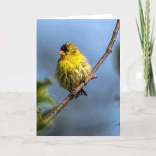 American Goldfinch Thank You Card