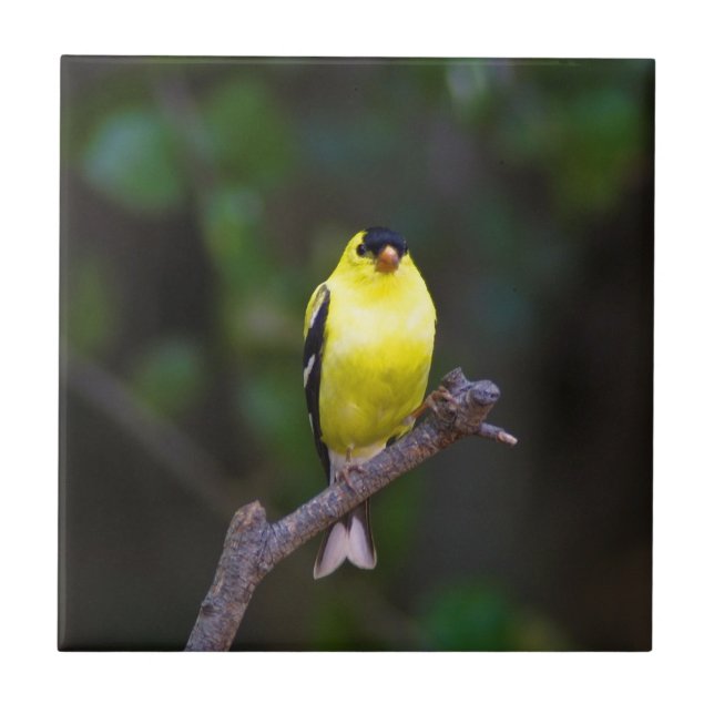 American Goldfinch tile (Front)
