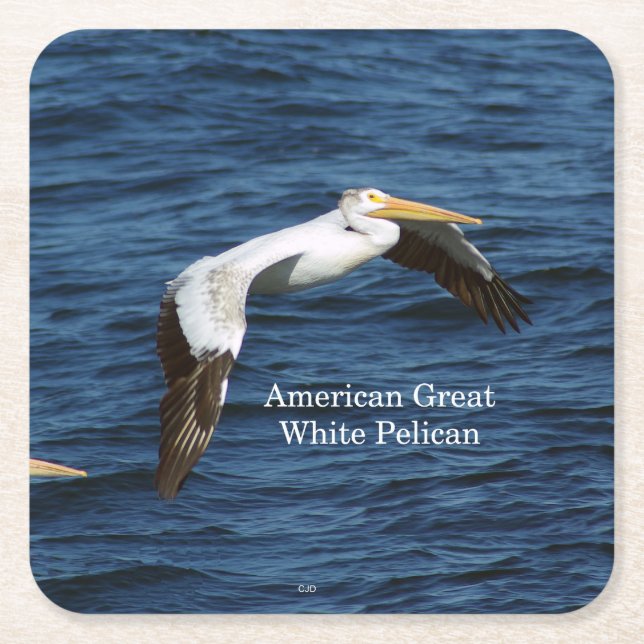 American Great White Pelican paper coaster (Front)