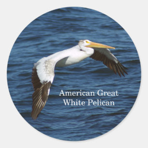 American Great White Pelican sticker