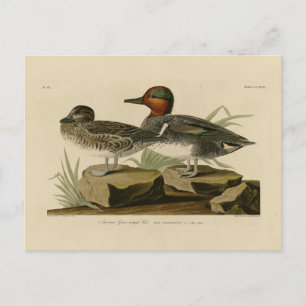 American Green winged Teal from Audubon's Bird Postcard