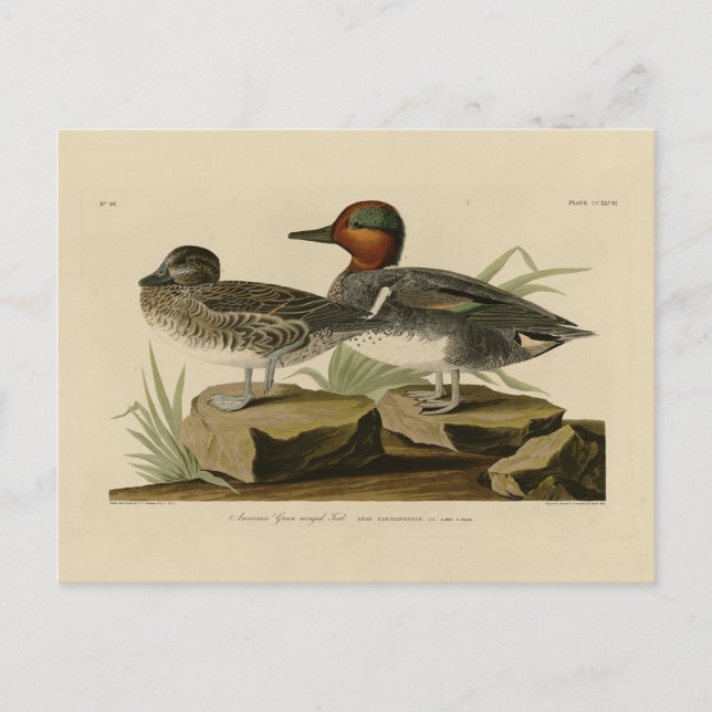 American Green winged Teal from Audubon's Bird Postcard (Front)