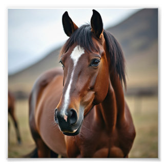American horse photo print
