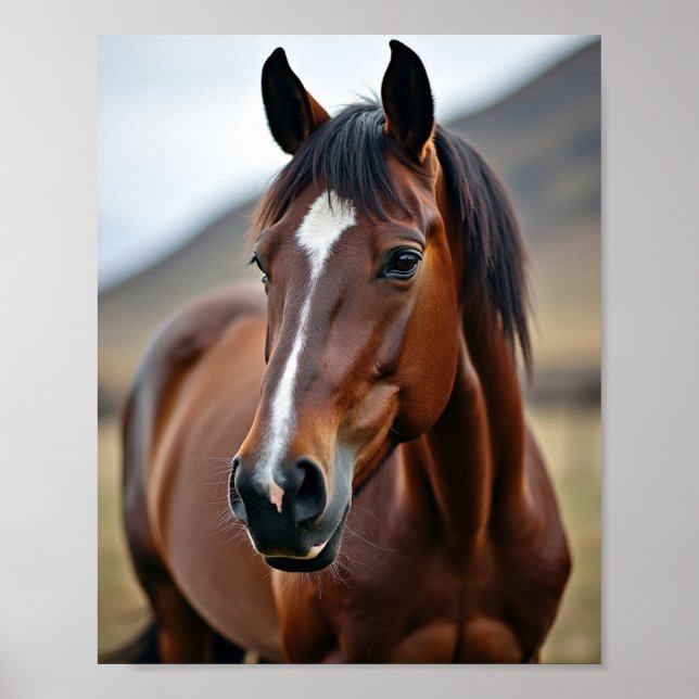 American horse poster (Front)
