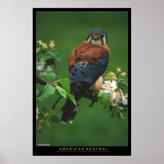 American Kestral Poster