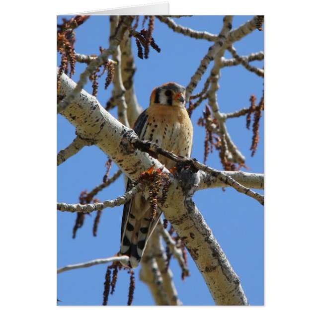 American Kestrel (Front)