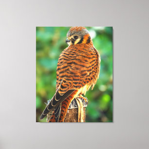 American Kestrel Canvas Wall Art Bird of Prey