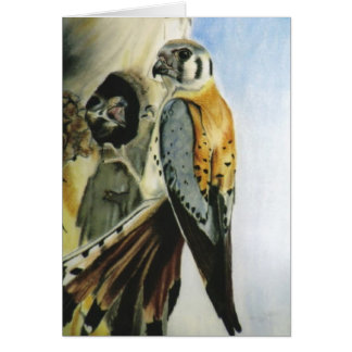 "American Kestrel" card