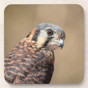 American Kestrel Coaster