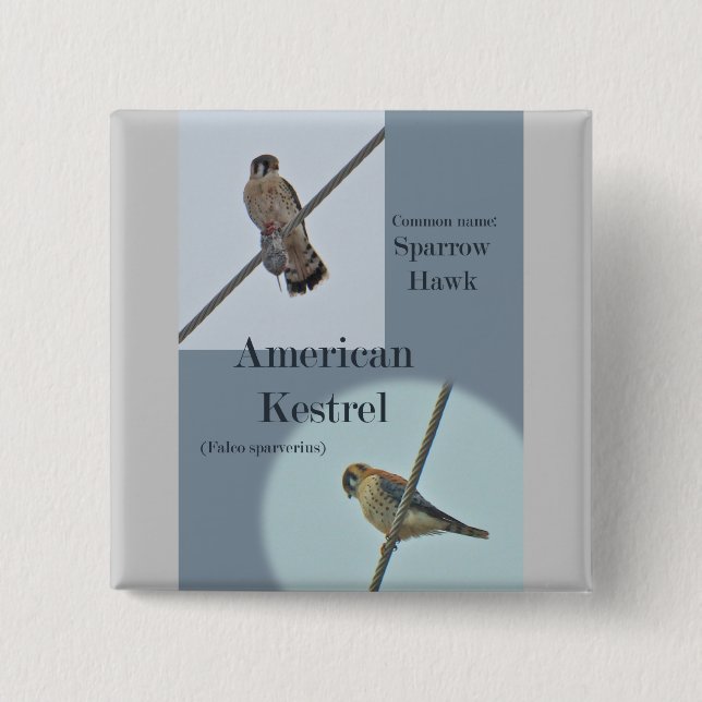 American Kestrel (Falco sparverius) Items 2 Inch Square Button (Front)