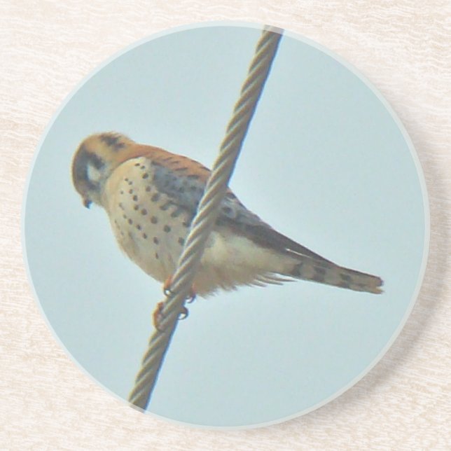 American Kestrel (Falco sparverius) Items Coaster (Front)