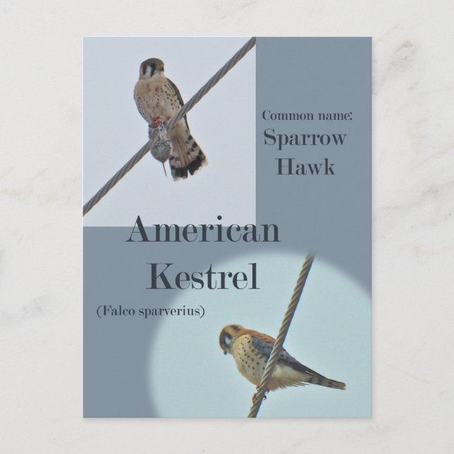American Kestrel (Falco sparverius) Items Postcard (Front)