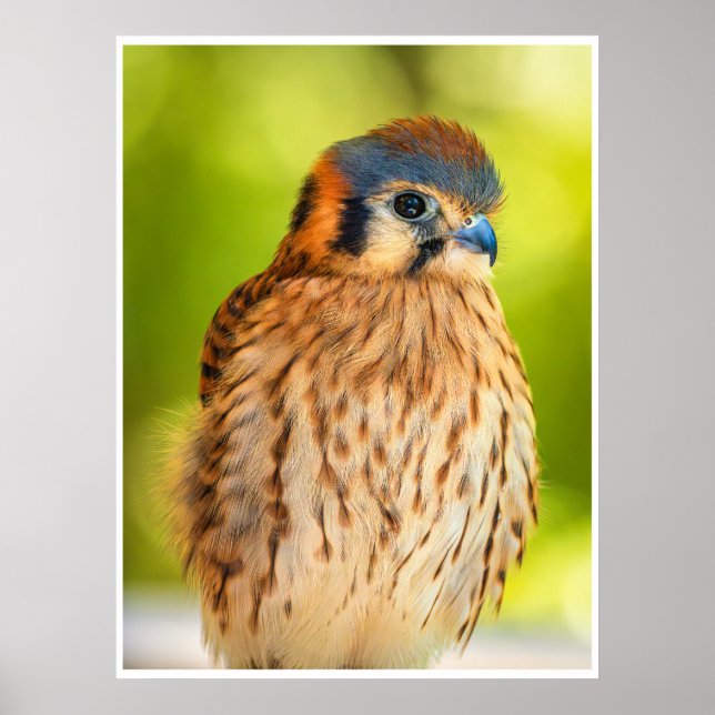 American Kestrel Falcon Portrait Wildlife Print (Front)