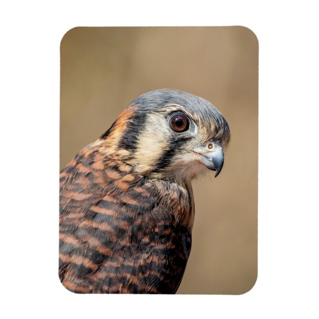 American Kestrel Magnet (Vertical)