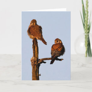 American Kestrel Mates Thank You Card