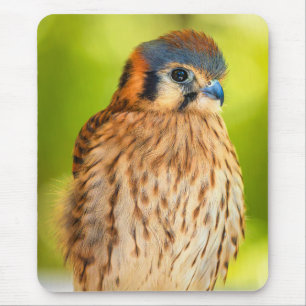 American Kestrel Mouse Pad   Falcon Desk Art