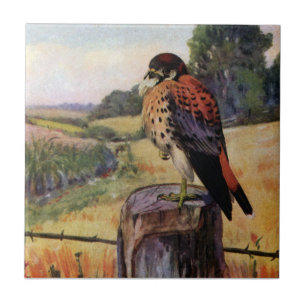 American Kestrel on a Barbed Wire Fence Tile