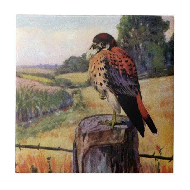 American Kestrel on a Barbed Wire Fence Tile (Front)