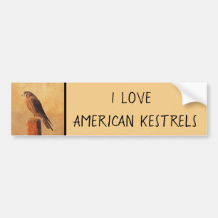 American Kestrel Painting - Original Bird Art Bumper Sticker
