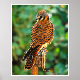 American Kestrel Perched Wildlife Photo Wall Art
