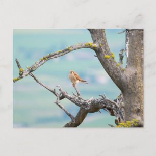 American Kestrel Postcard
