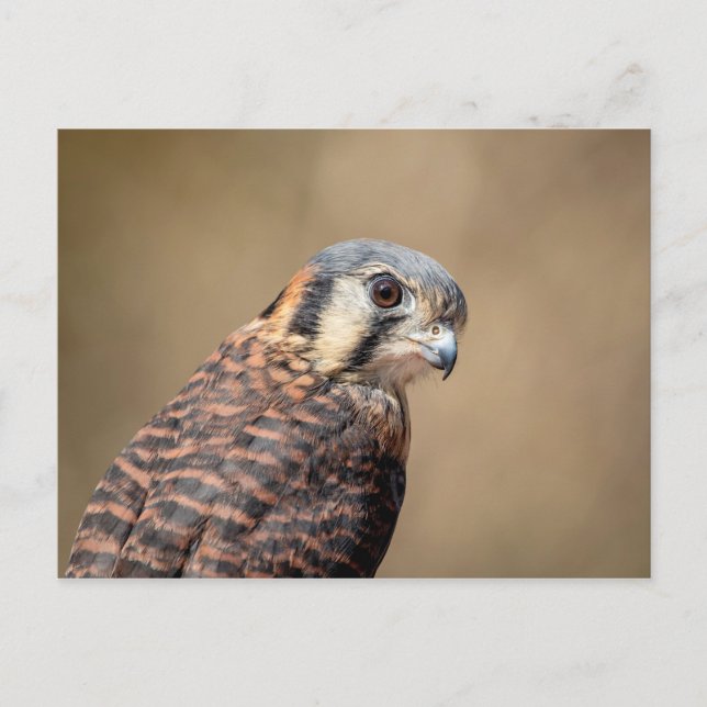 American Kestrel Postcard (Front)