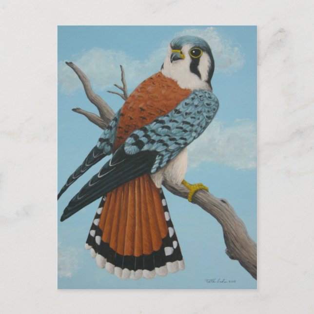 American Kestrel postcard (Front)