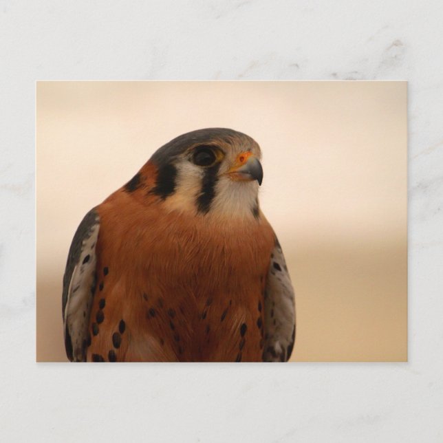 American Kestrel Postcard (Front)