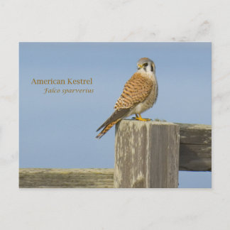 American Kestrel Postcard