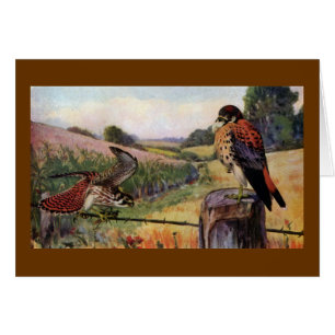 American Kestrels on a Barbed Wire Fence