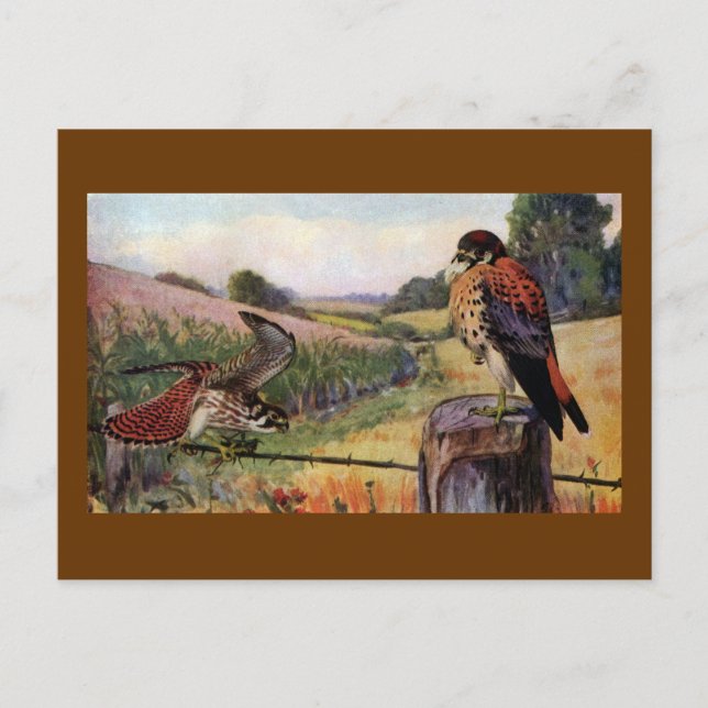 American Kestrels on a Barbed Wire Fence Postcard (Front)