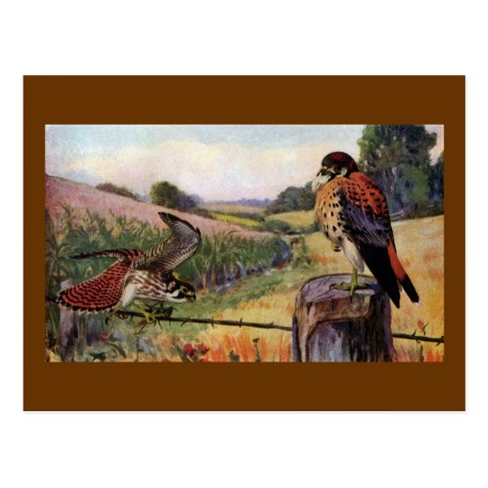 American Kestrels on a Barbed Wire Fence Postcard