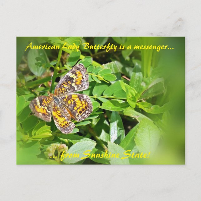 American Lady Butterfly est un messager, carte pos (Devant)