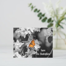 American Lady Butterfly On Apple Blossom Postcard