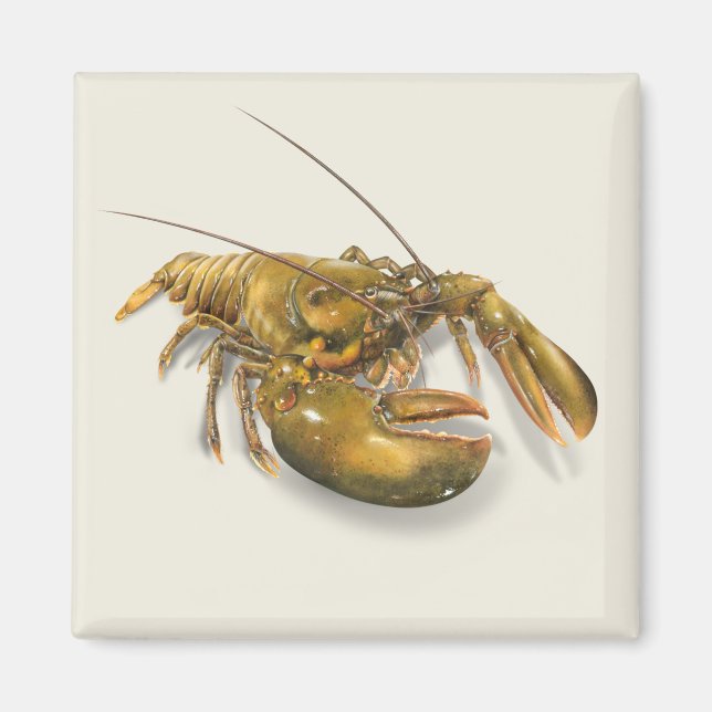 American Lobster Magnet (Front)