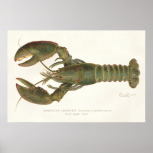 American Lobster - Sherman Denton Fish Lithograph Poster