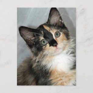 American Longhair Calico Kitten Postcards