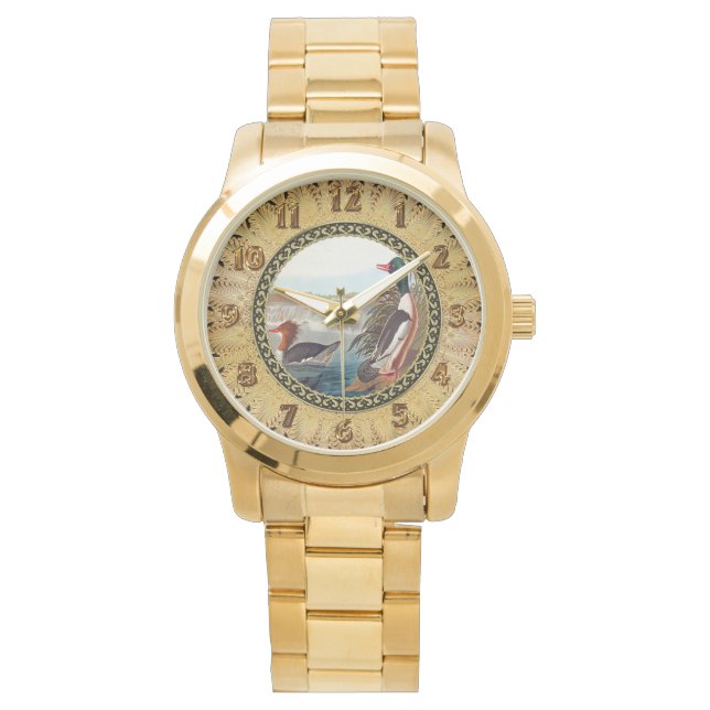 American mallard ducks in a river swimming watch (Front)