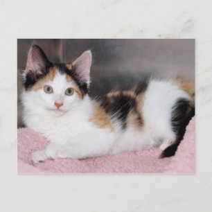 American Mediumhair Calico Kitten Postcards