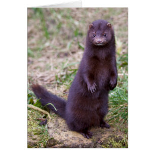 American Mink Card