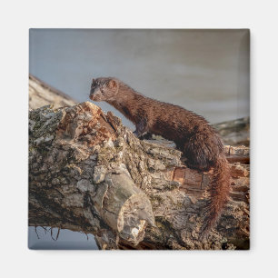 American Mink Magnet