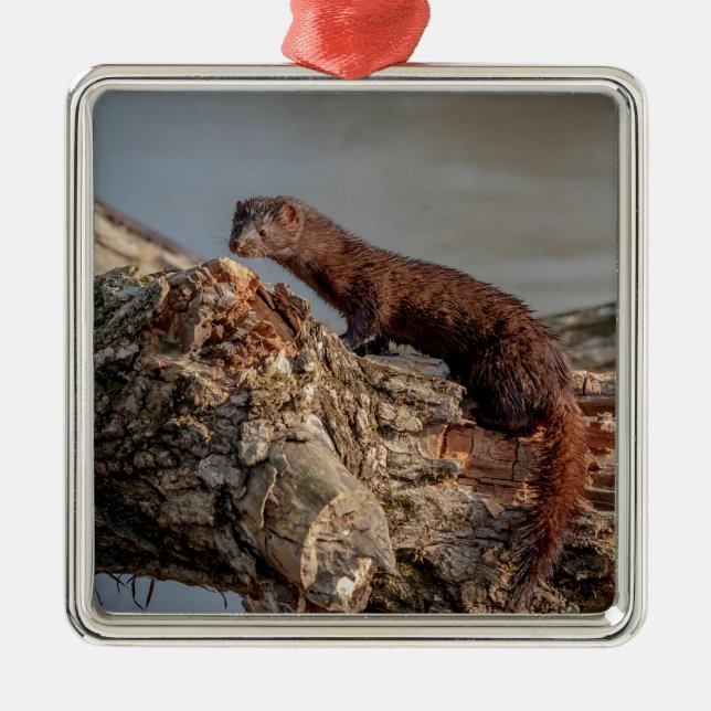 American Mink Metal Ornament (Front)