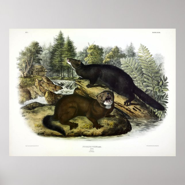 American Mink, Neovison vison by Audubon Poster (Front)
